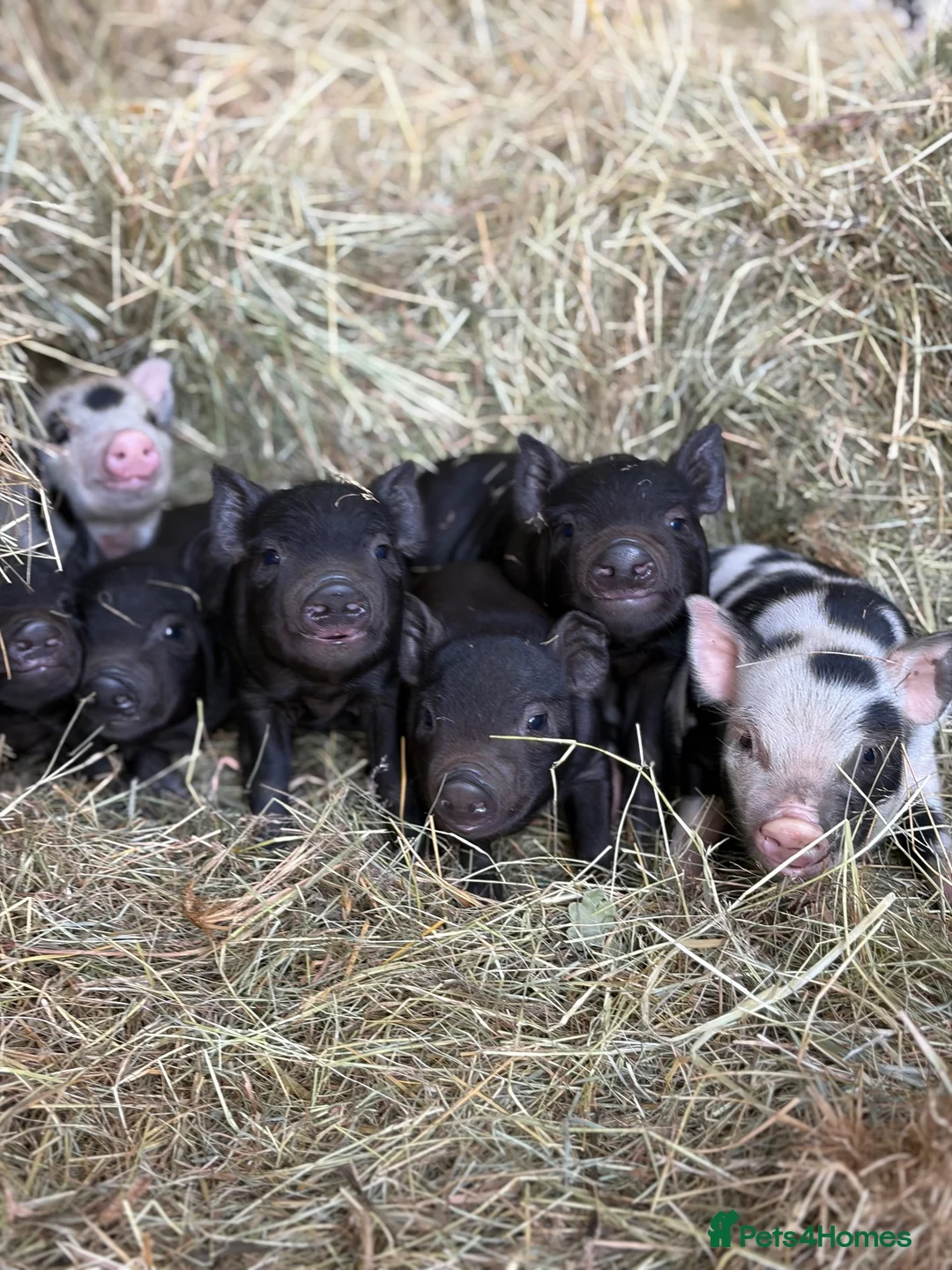 Pig livestock for sale: Micro pigs  - Advert 1