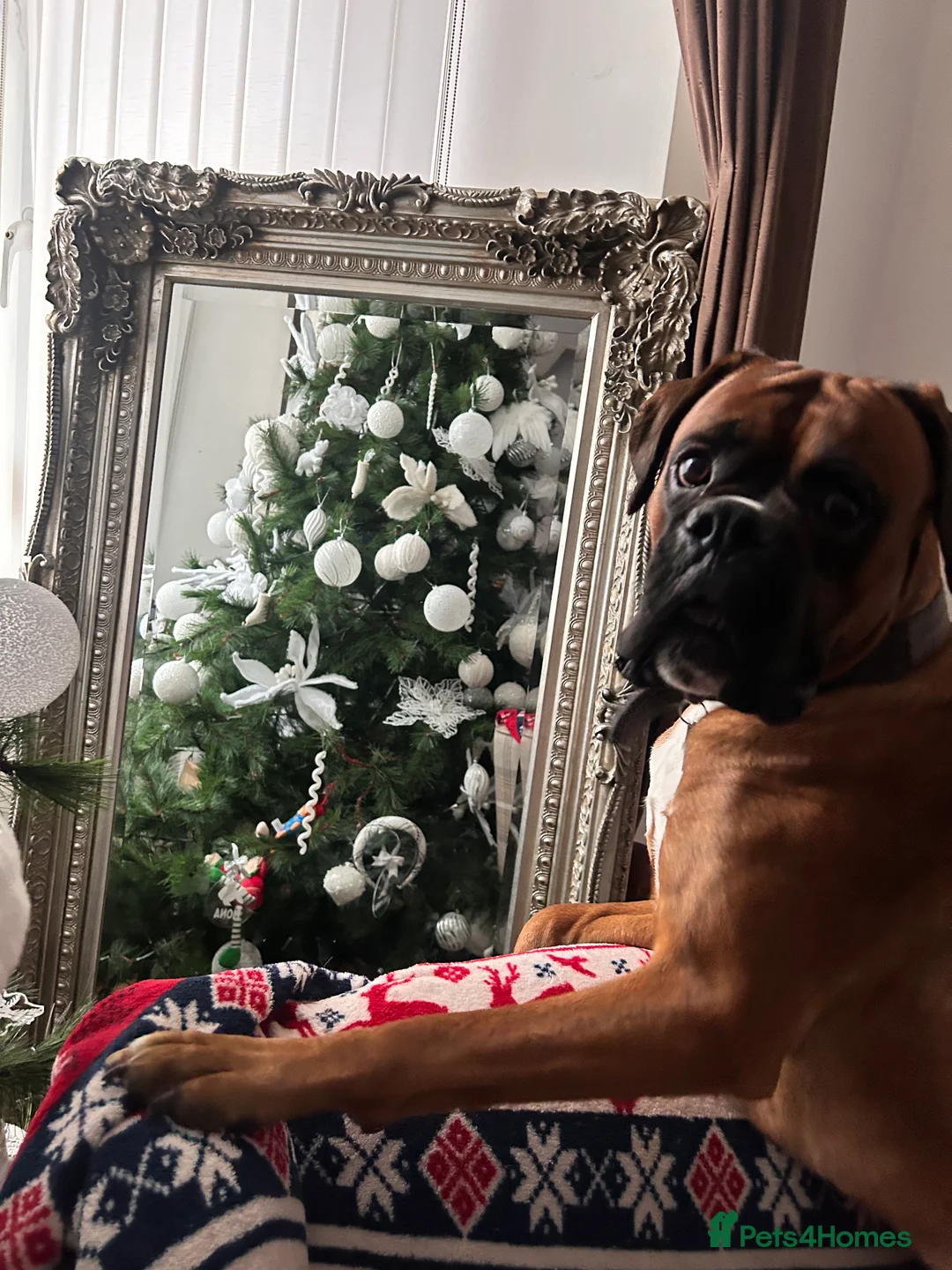Boxer dogs for stud: Proven Handsome KC reg boxer-Heart score 0 in Tredegar - Advert 14