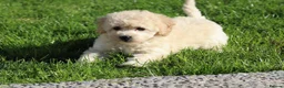 Cavapoochon dogs for sale: Beautiful Cavapoochon puppies for sale - Advert 30