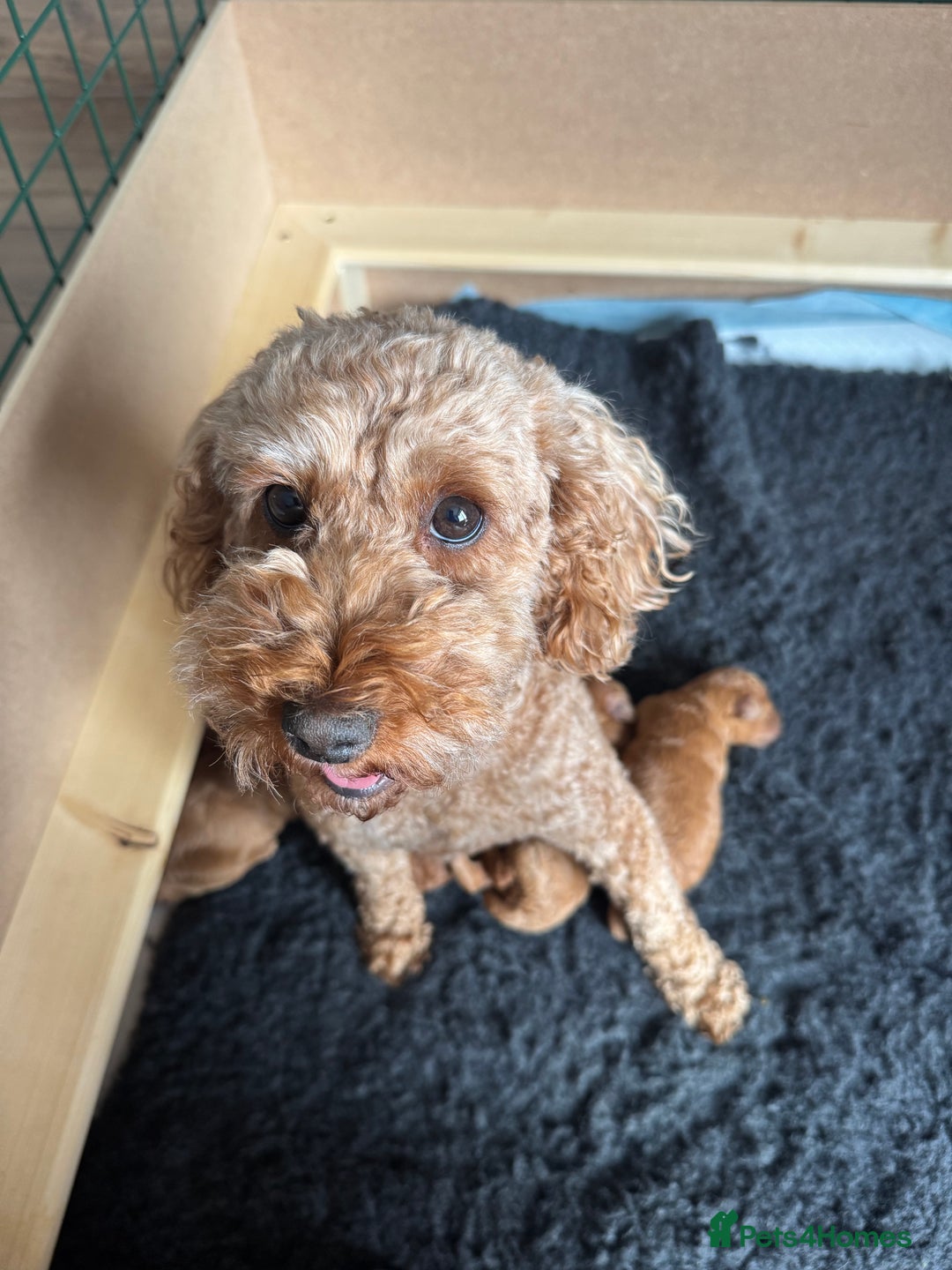 Miniature Poodle dogs for sale: KC registered Miniature Red poodles for Sale - Image 13