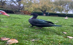 Ducks poultry for sale: Muscovy Ducks Available - Male & Female - Image 6