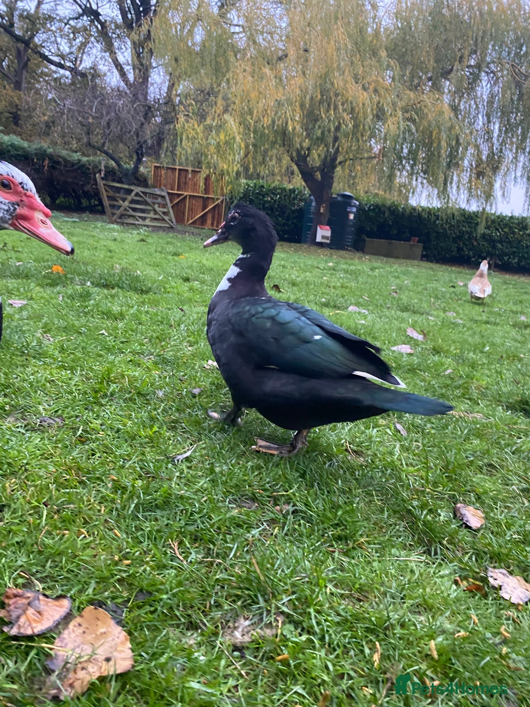 Ducks poultry for sale: Muscovy Ducks Available - Male & Female - Image 6
