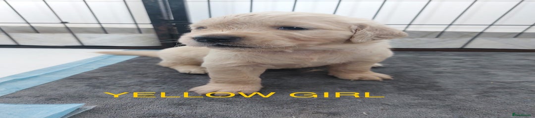 Yellow Girl