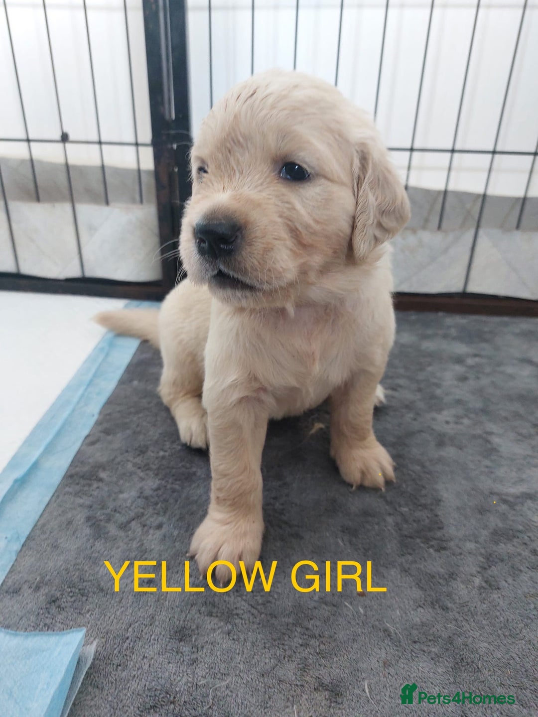 Golden Retriever dogs for sale: Golden Retriever Puppies  - Image 7