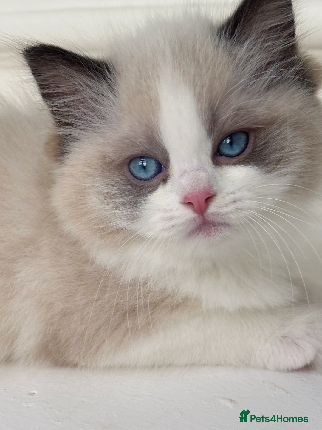 Ragdoll cats for sale: Champion Bloodline Seal Bicolour Ragdoll Girl - Image 7