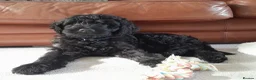 Goldendoodle dogs for sale: RENOWNED THERAPY DOG BREEDER Black Boy Available  - Advert 5
