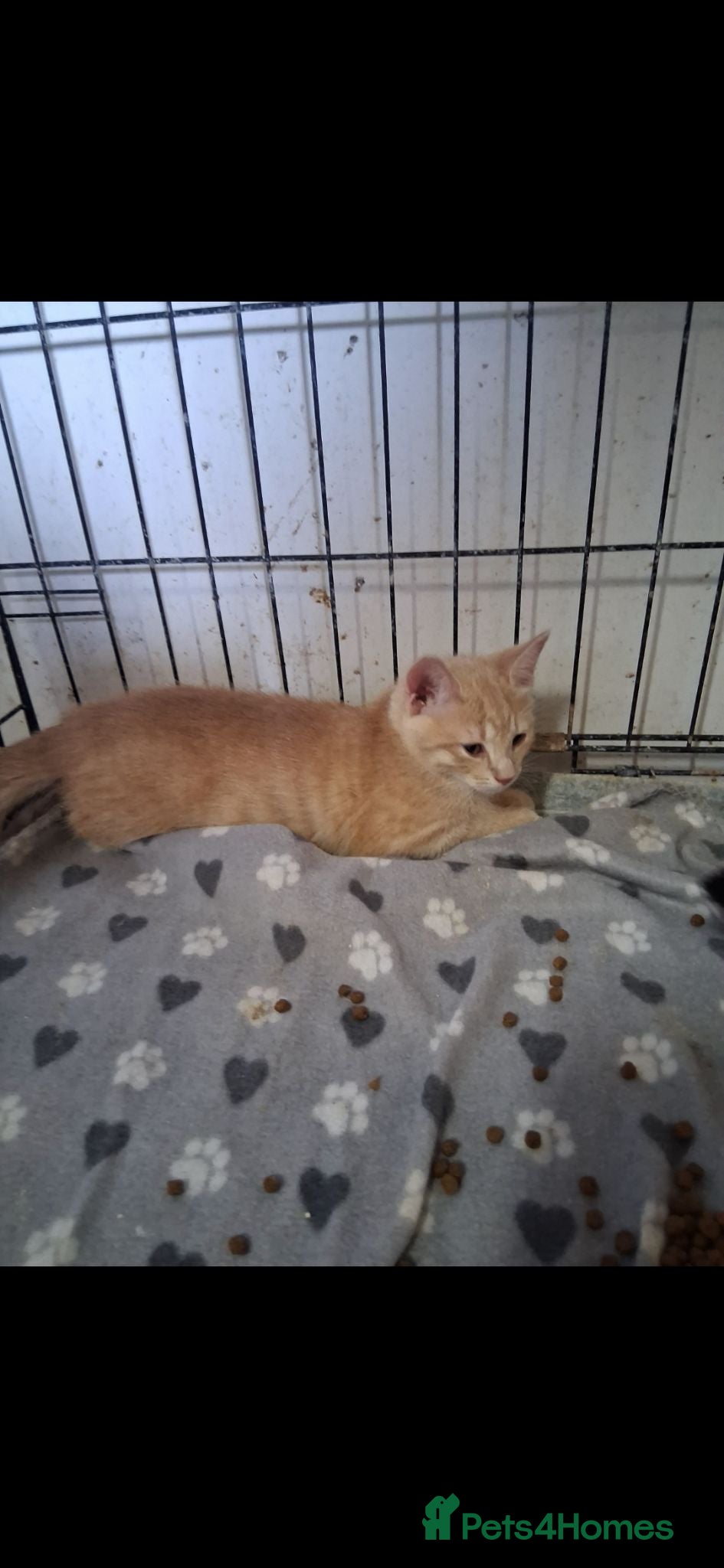British Shorthair cats Kittens for sale - Advert 2