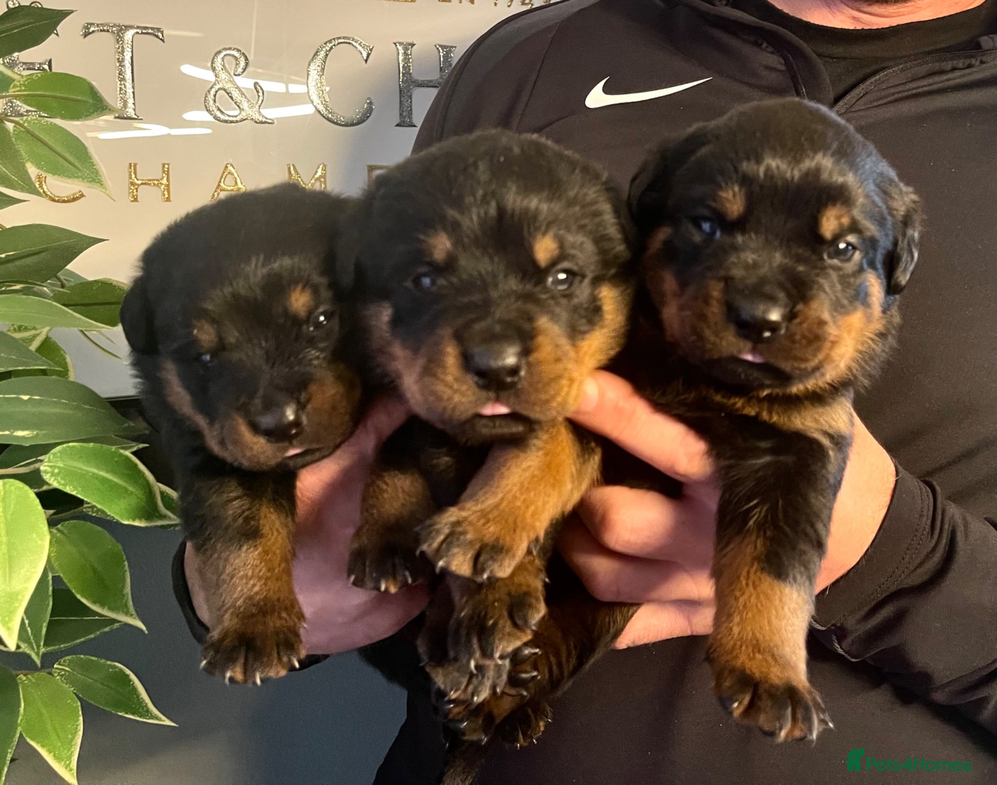 Rottweiler dogs Rottweiler pups show quality kc registered  - Advert 6
