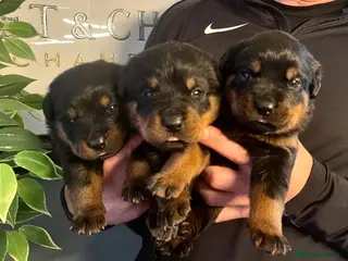 Rottweiler dogs Rottweiler pups show quality kc registered - Advert 6