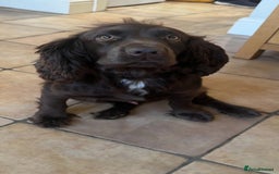 Cocker Spaniel dogs for sale: 🤎 beautiful KC working cocker spaniels🤎 - Advert 9