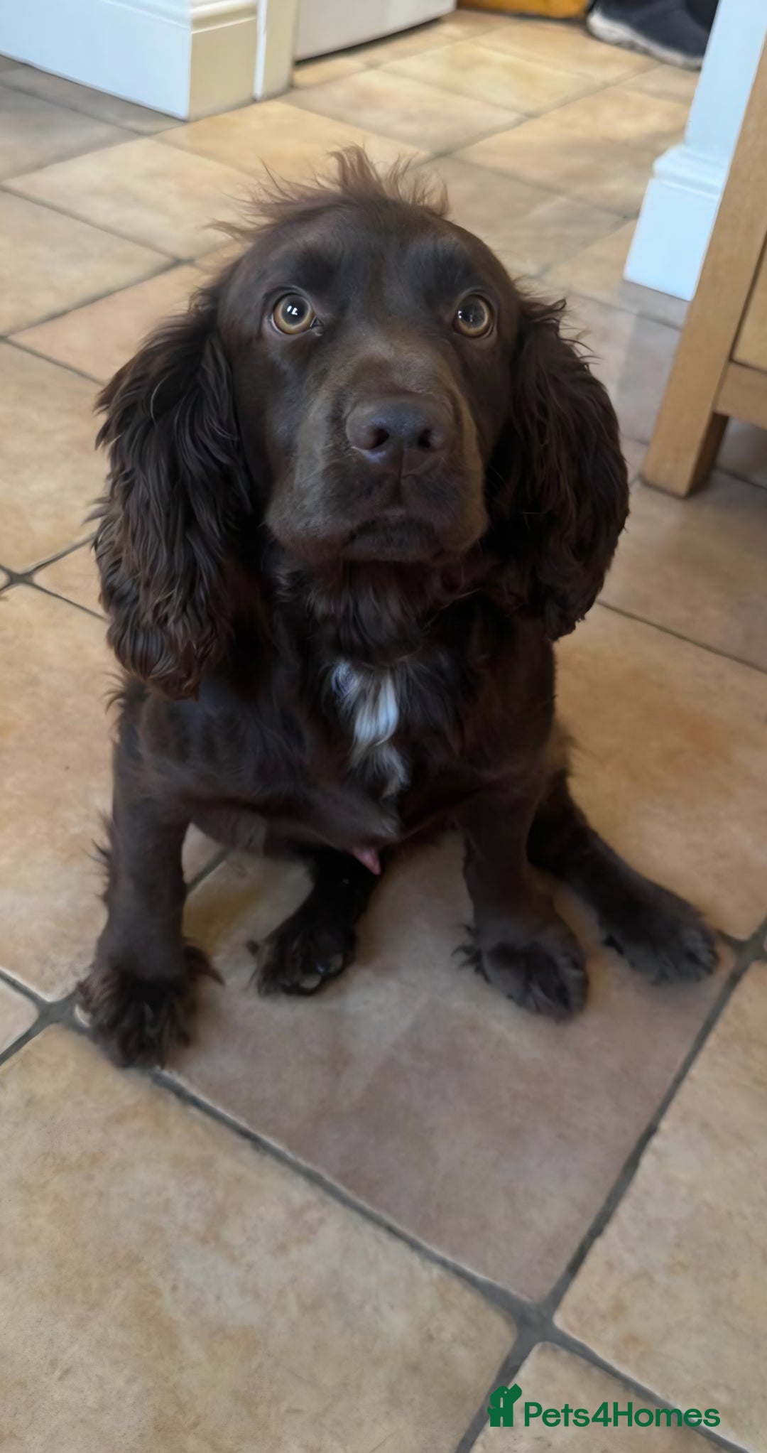 Cocker Spaniel dogs for sale: 🤎 beautiful KC working cocker spaniels🤎 - Advert 9
