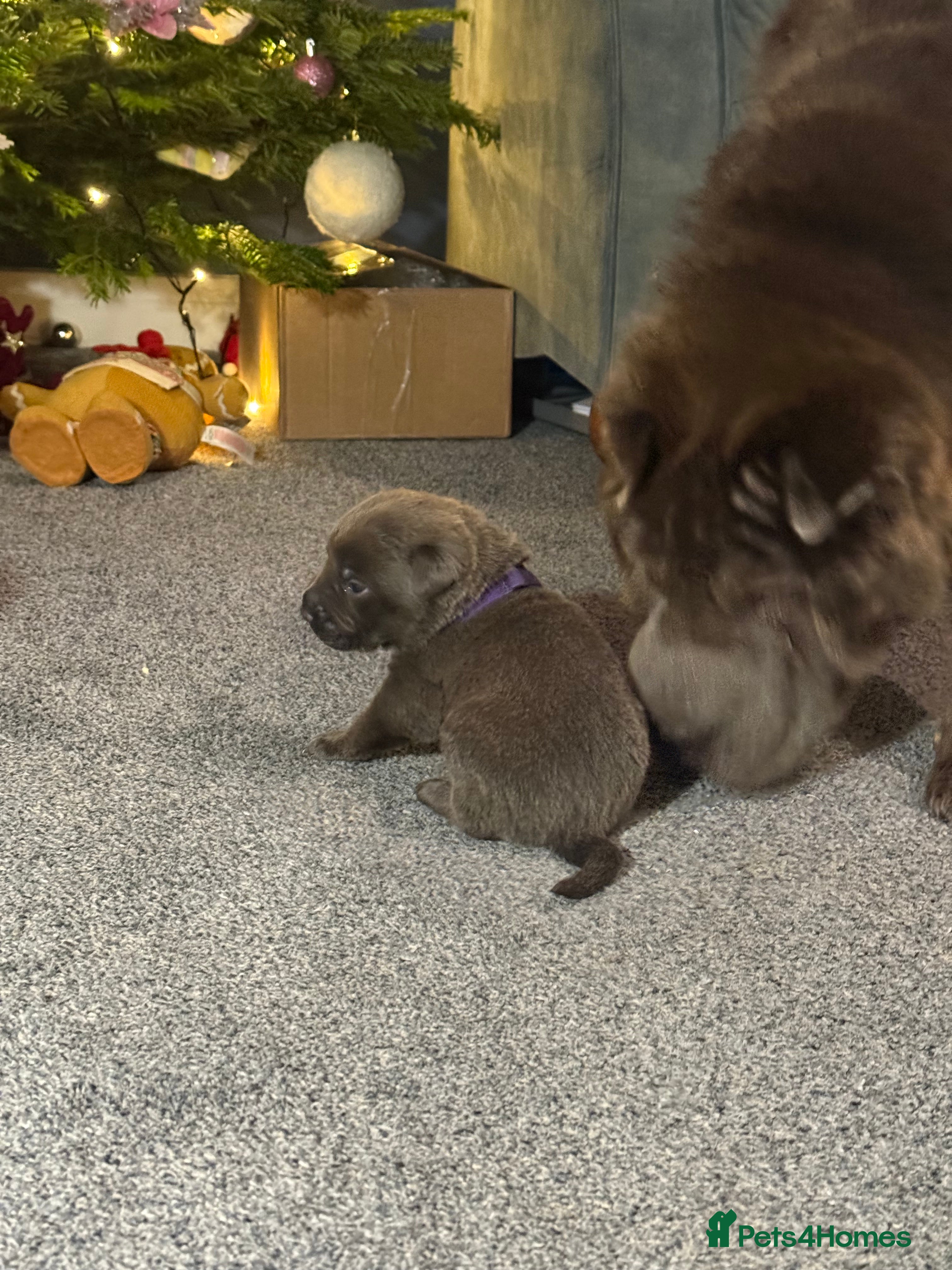 Mixed Breed dogs Sharpei puppies - Advert 2