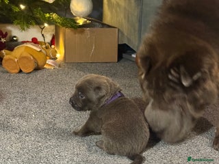 Mixed Breed dogs Sharpei puppies - Advert 1