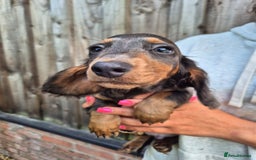 Miniature Dachshund dogs for sale: Miniature dachshund puppies  - Image 10