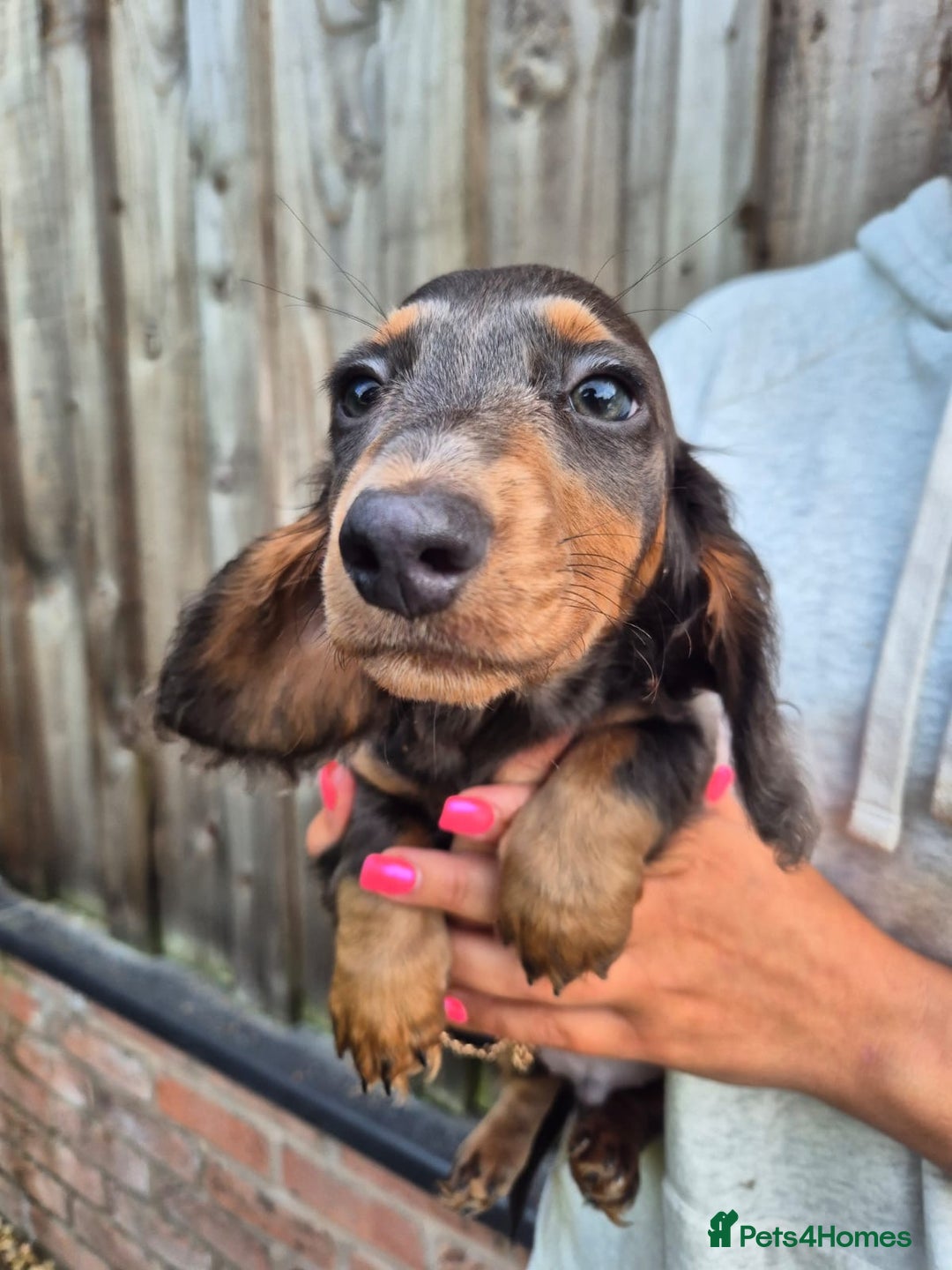 Miniature Dachshund dogs for sale: Miniature dachshund puppies  - Image 10