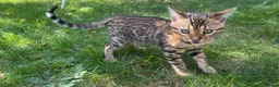 Bengal cats for sale: TICA Registered Bengal Kitten - Stunning Rosettes - Advert 2