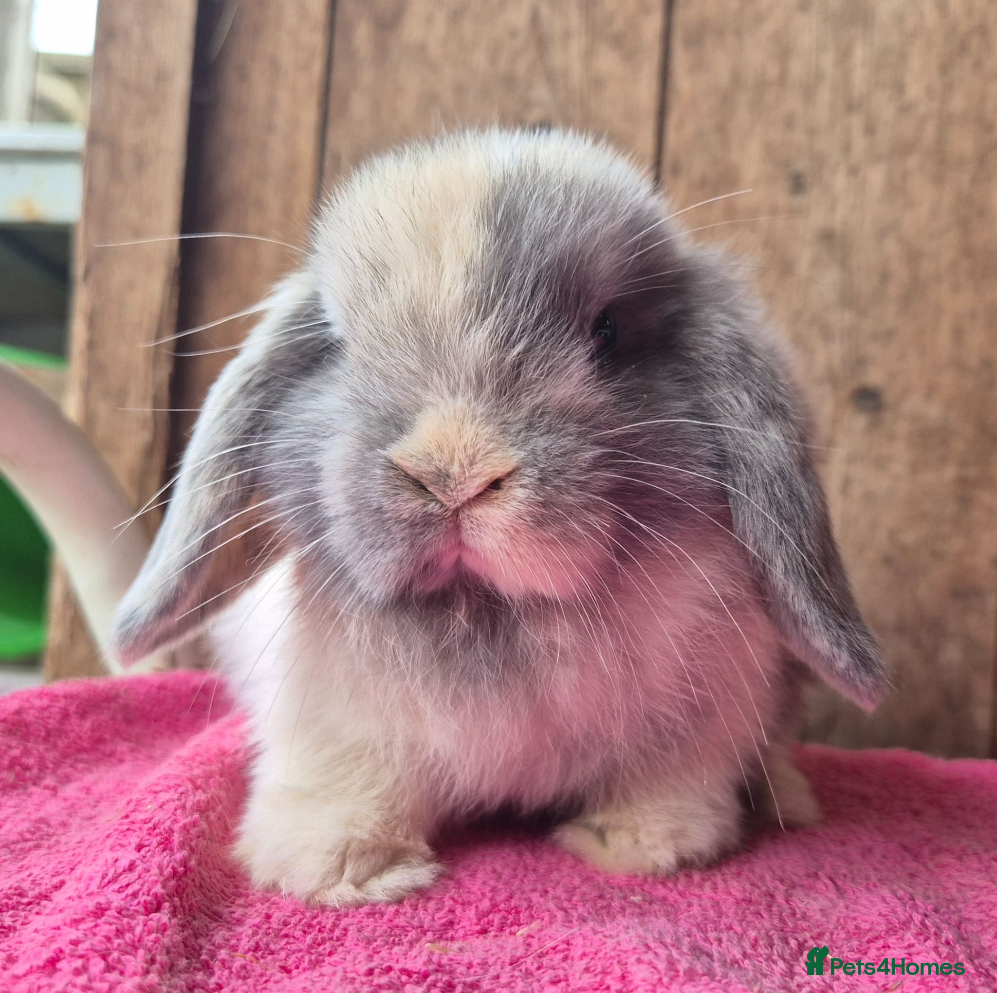 Mini Lop rabbits Mini lop baby girl ready now - Advert 1