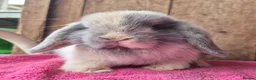 Mini Lop rabbits for sale: Mini lop baby girl ready now - Advert 1