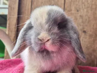 Mini Lop rabbits Mini lop baby girl ready now - Advert 1