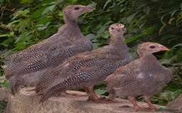 Mixed Breed birds for sale: Guinea Fowl - ready now - Image 1