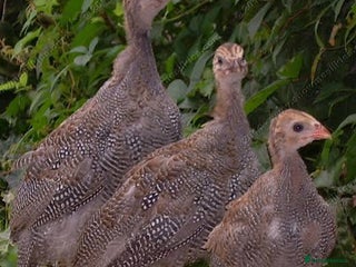 Mixed Breed birds - Advert 4