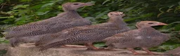 Mixed Breed birds for sale: Guinea Fowl - ready now - Advert 1