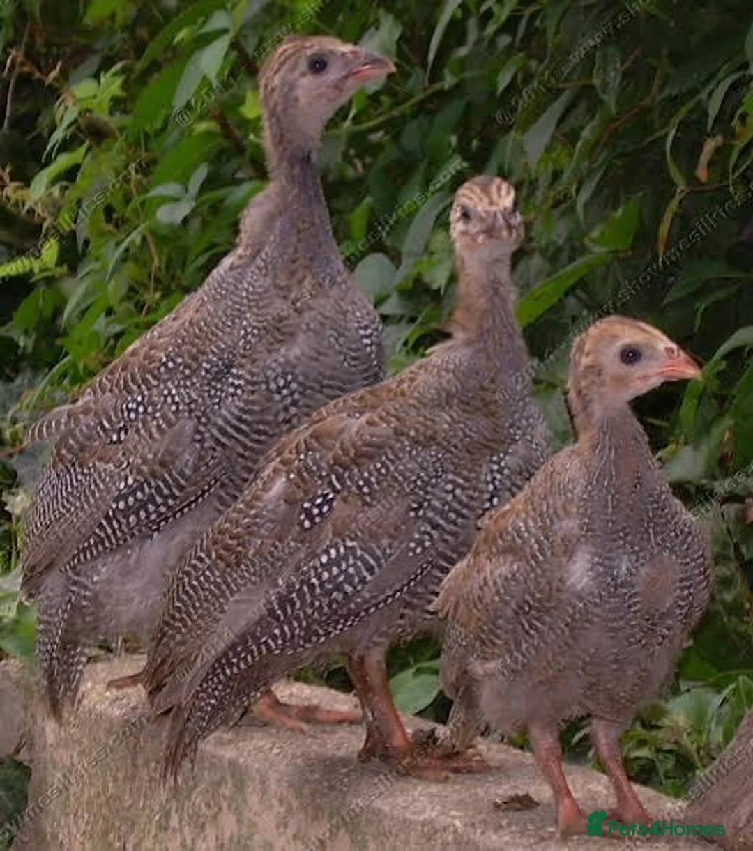 Mixed Breed birds for sale: Guinea Fowl - ready now - Advert 1