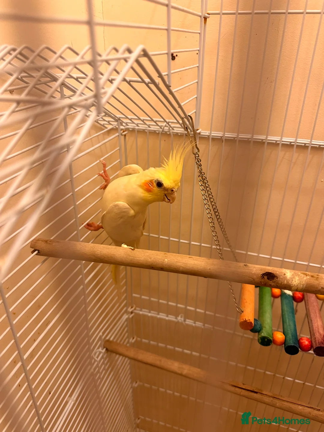 Cockatiels birds for sale: Cocktails  in Mansfield - Advert 2