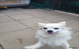 Chihuahua dogs for stud: 2 Chihuahua males for stud  - Image 3