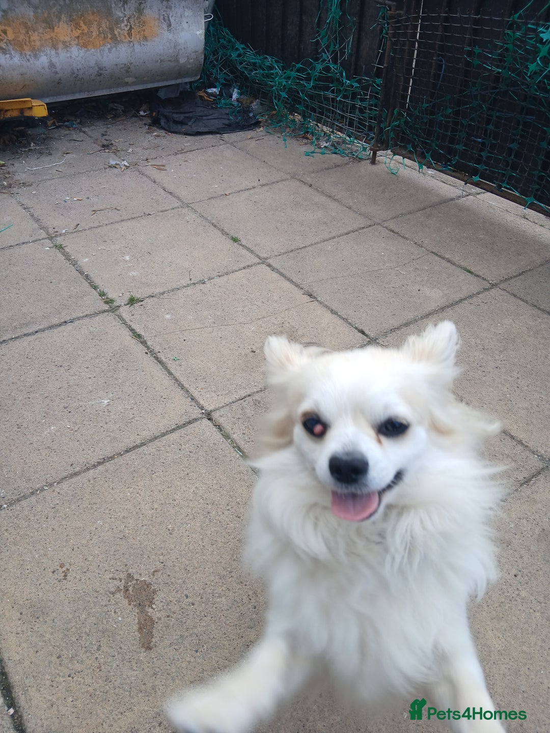 Chihuahua dogs for stud: 2 Chihuahua males for stud  - Image 3