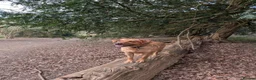 Labrador Retriever dogs for sale: Pedigree Red Fox Labrador Retriever Puppies  in Coulsdon - Advert 3