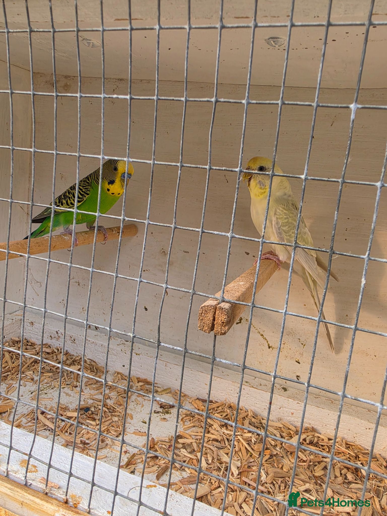 Budgerigars birds Beautiful budgies pair - Advert 1