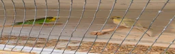 Budgerigars birds for sale: Beautiful budgies pair - Advert 1