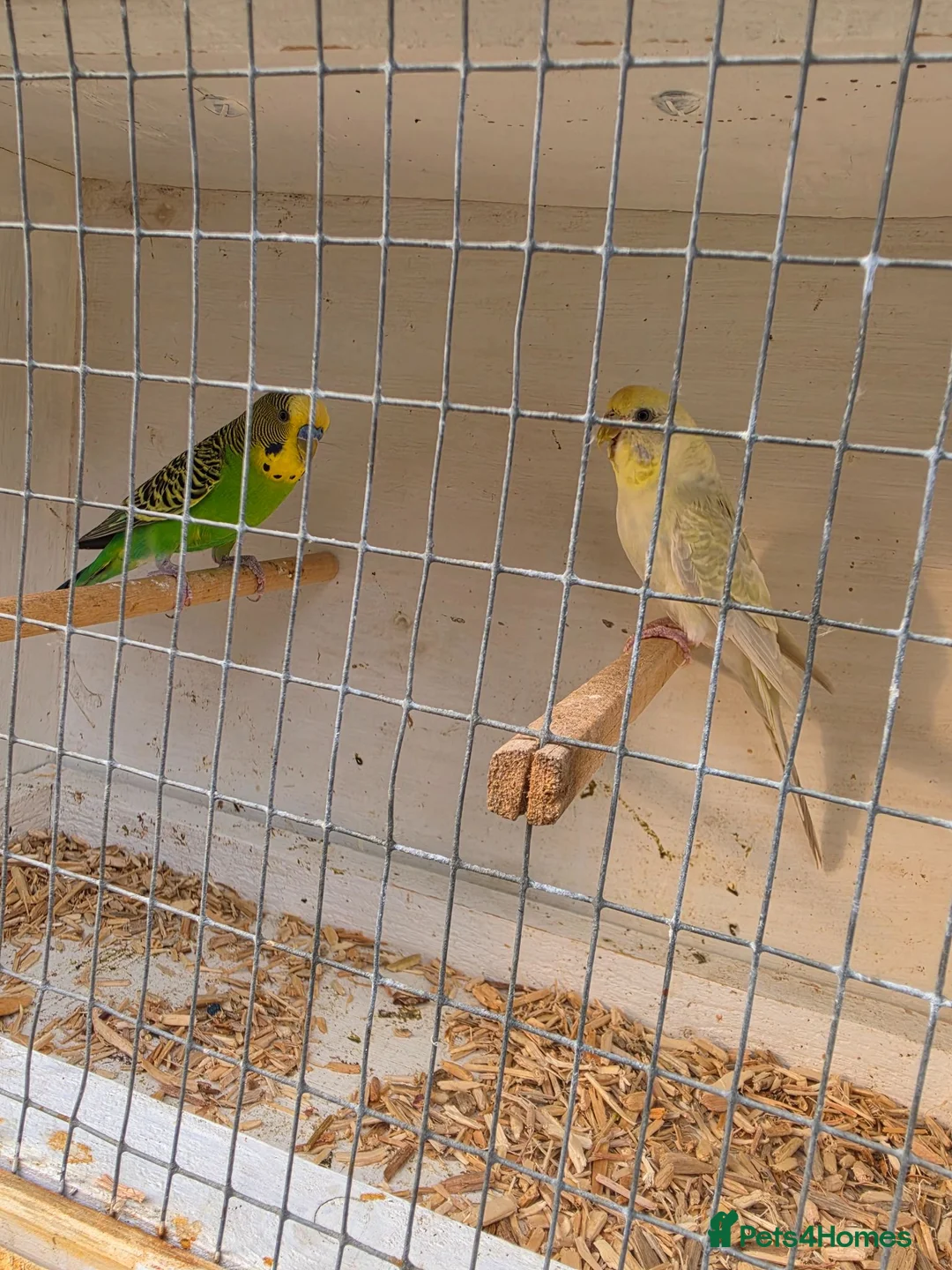 Budgerigars birds for sale: Beautiful budgies pair - Advert 1