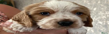 Cockalier 2