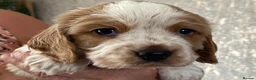 Cockalier dogs for sale: F1 Cockaliers best of both breeds  - Advert 4