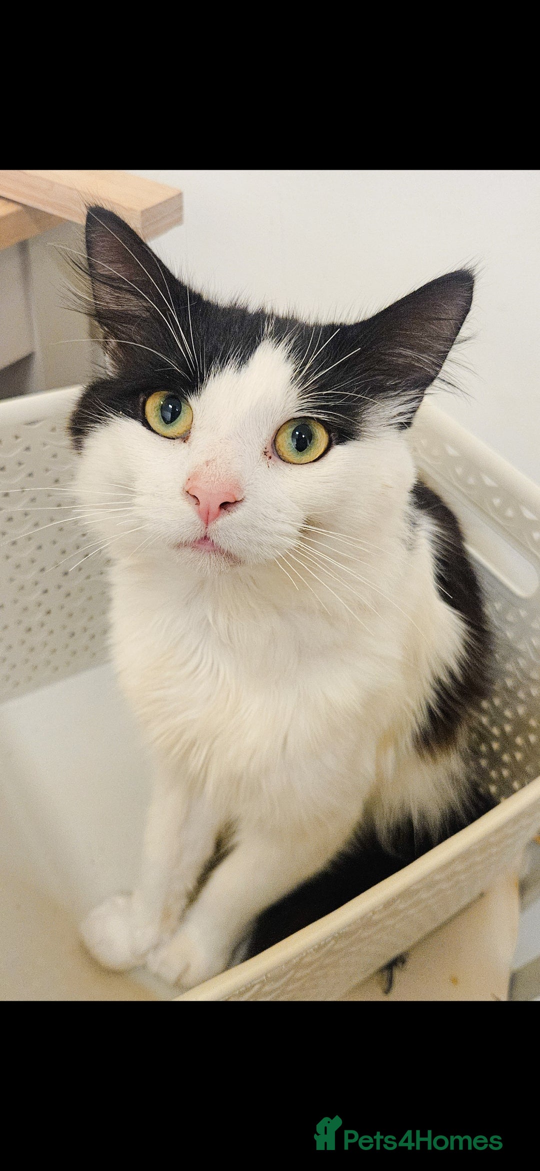 Mixed Breed cats for sale: reluctant sale  - Advert 5