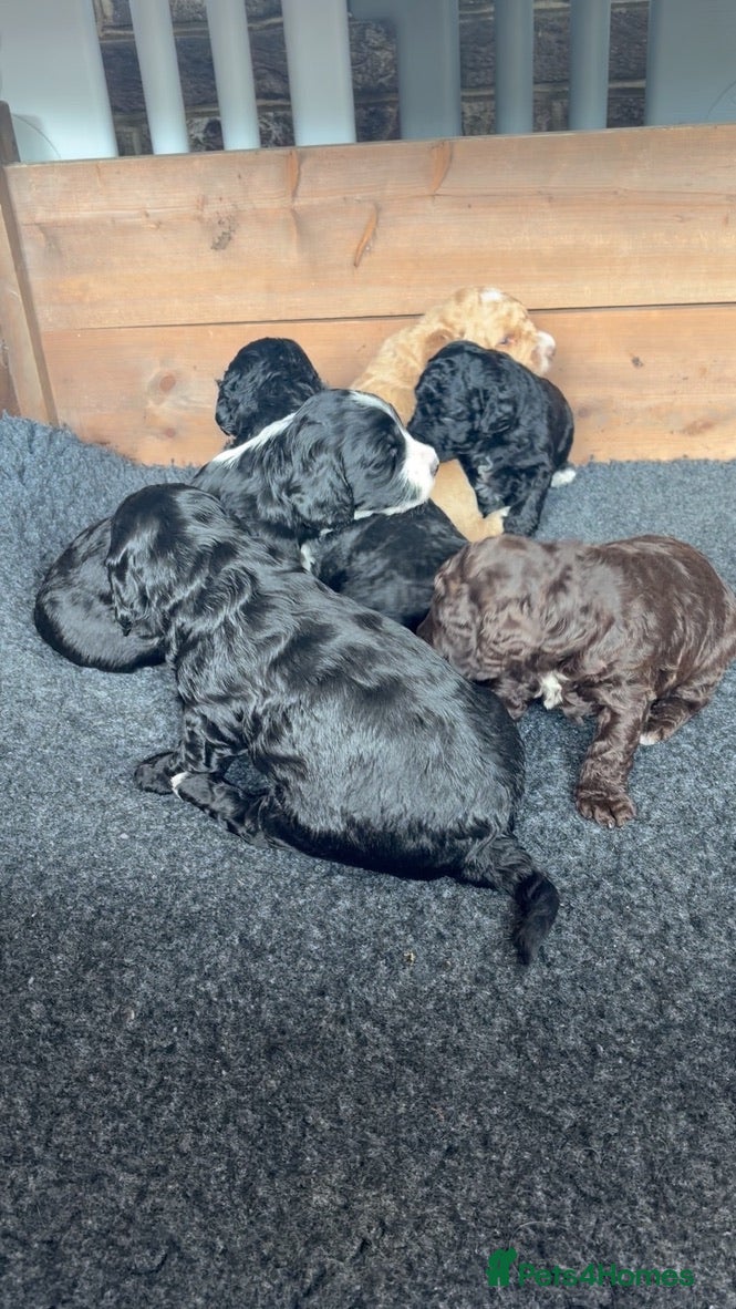 Double Doodle dogs Australian Labradoodle Puppies - Final Litter - Advert 2