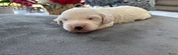 Cavapoo dogs for sale: ✨ Rare & Gorgeous F1 Cavapoos 🐾 Licensed - Advert 13