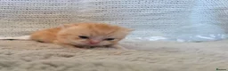 British Shorthair cats for sale: Very unusual British shorthair - Advert 13