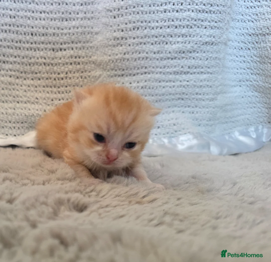 British Shorthair cats for sale: Very unusual British shorthair - Advert 27