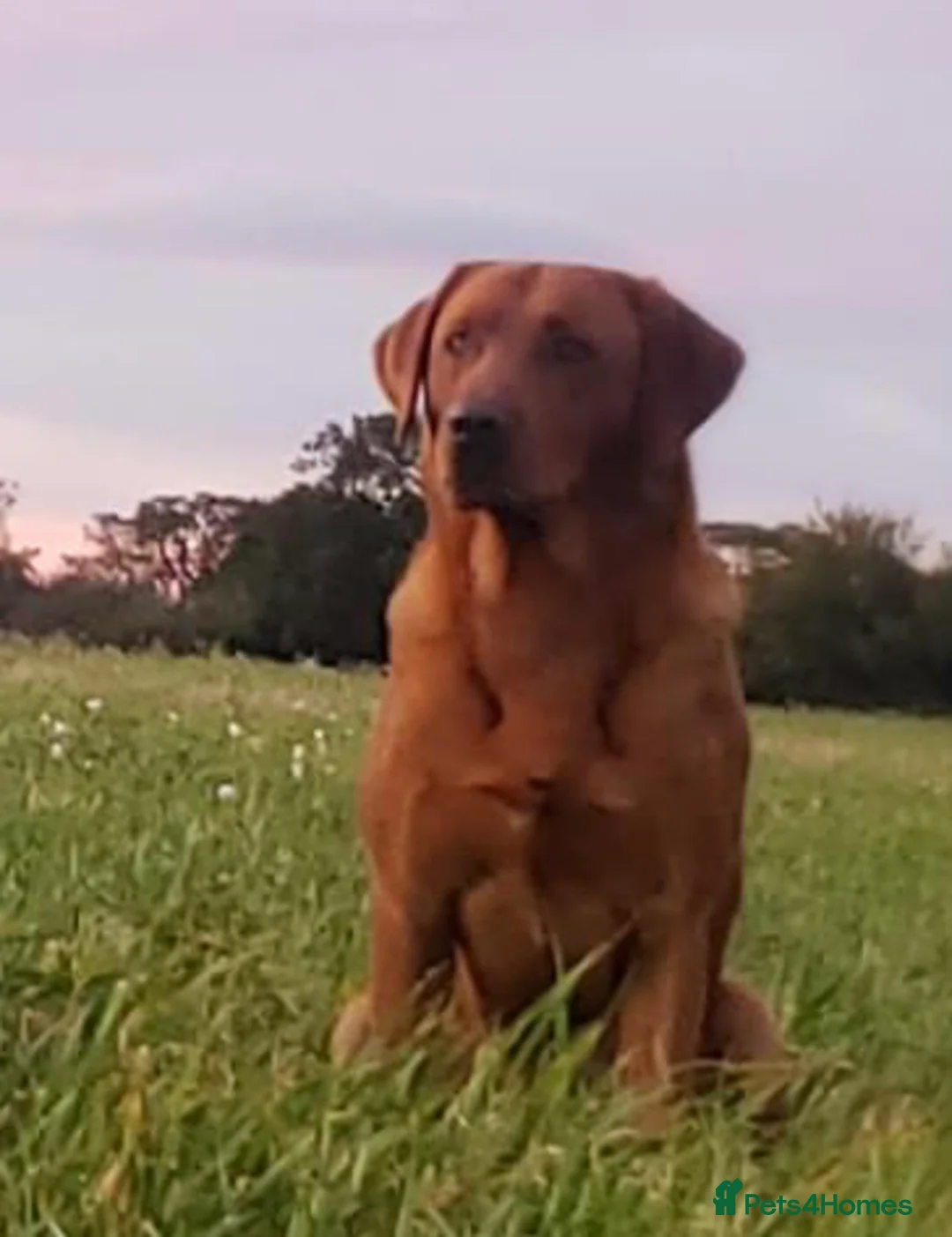 Labrador Retriever dogs for stud: Fox Red Stud Dog, Kennel Club Registered in Chelmsford - Advert 11