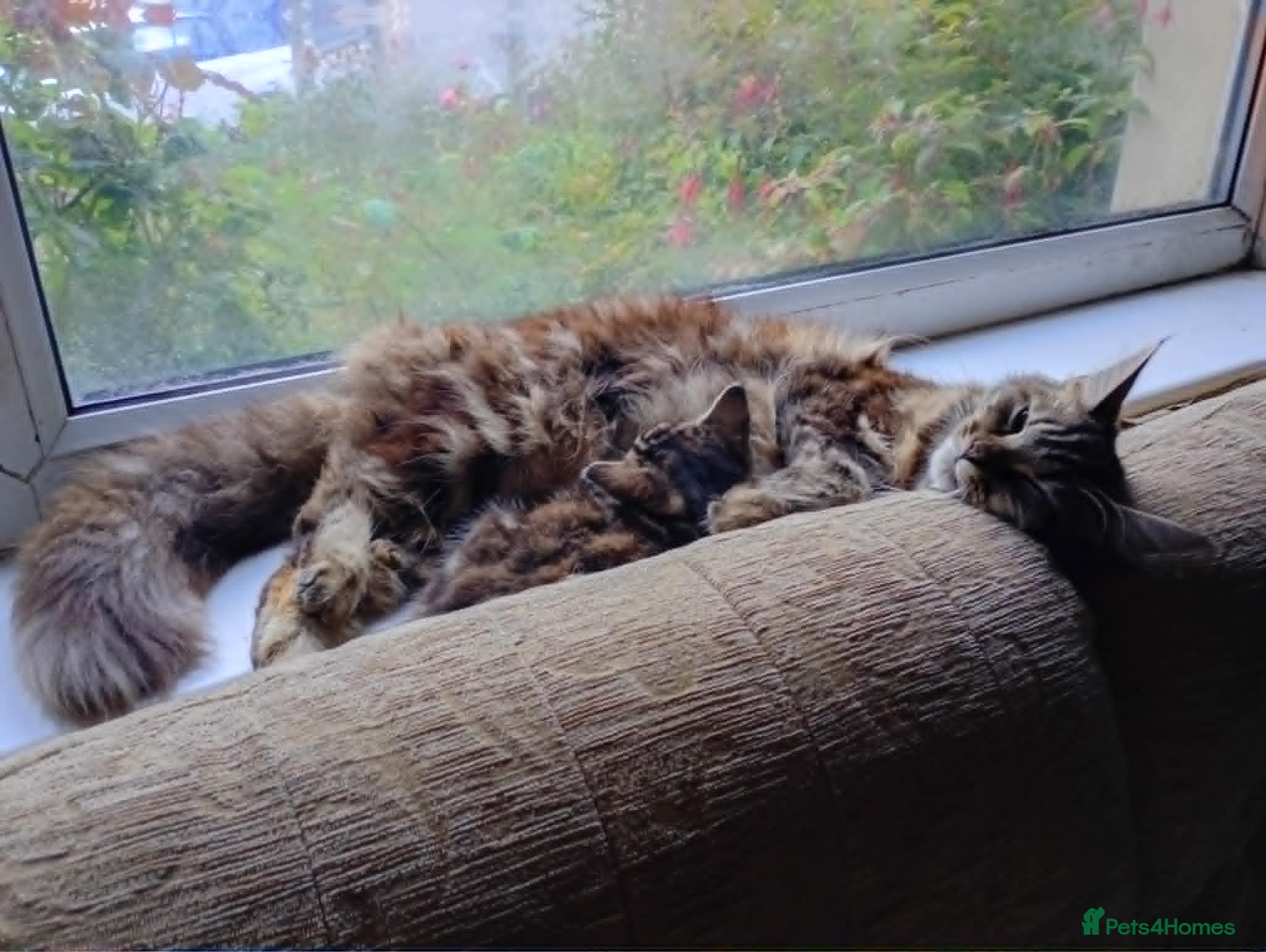 Maine Coon cats MAINE COON X TABBY KITTEN - Advert 4