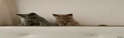 British Shorthair cats for sale: 2 British Shorthair Male in Todmorden - Advert 4