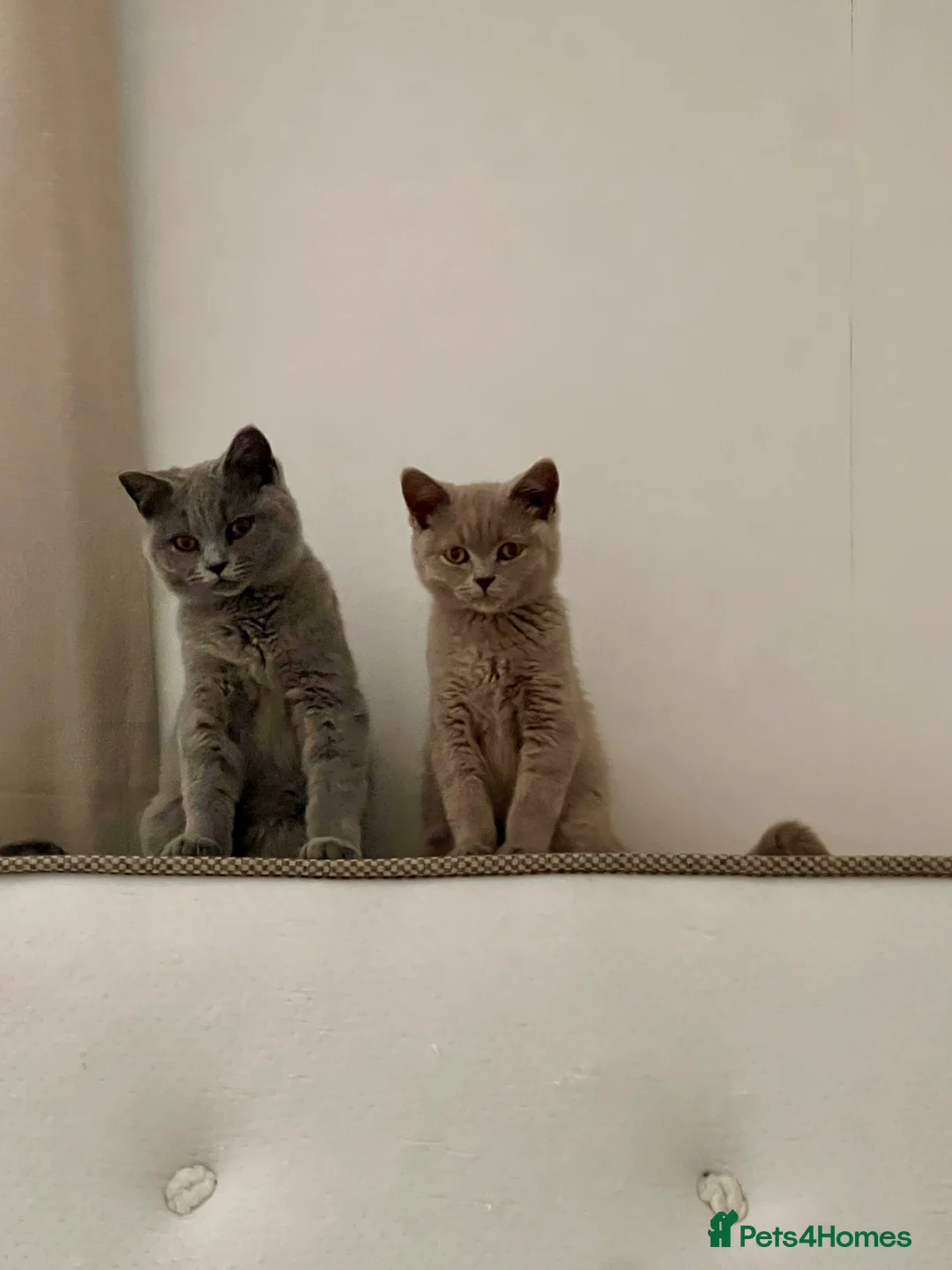 British Shorthair cats for sale: 2 British Shorthair Male in Todmorden - Advert 4