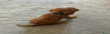 Cavalier King Charles Spaniel 3
