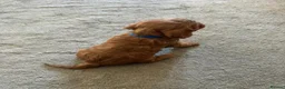 Cavalier King Charles Spaniel dogs for sale: Beautiful Cavalier King Charles Spaniel Puppies - Advert 12