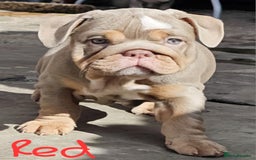 English Bulldog dogs for sale: Final Female English Bulldog available - Image 17