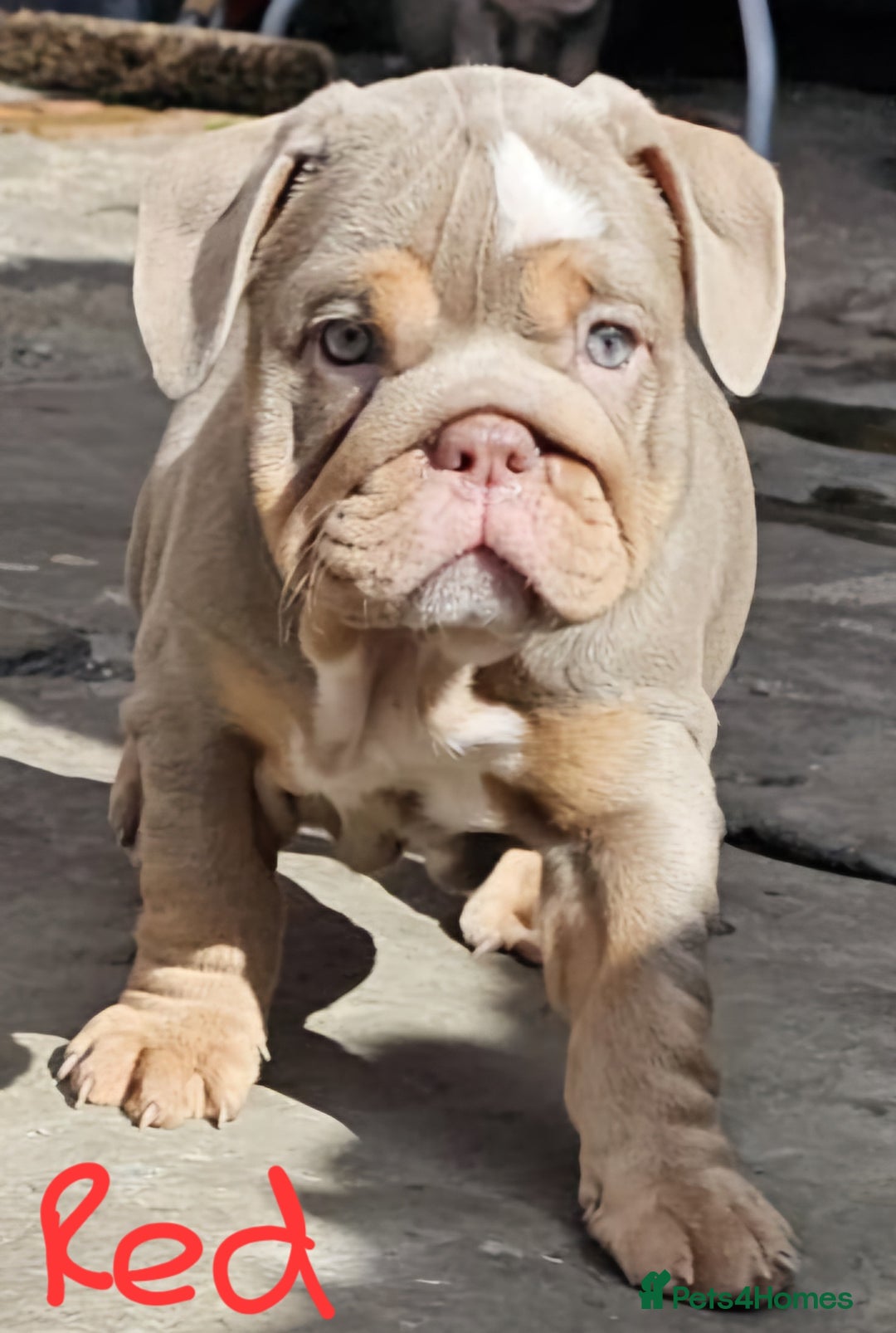 English Bulldog dogs for sale: Final Female English Bulldog available - Image 17