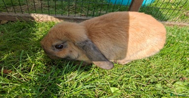Mini Lop rabbits - Advert 7